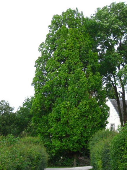 Bild 1 von Pyramideneiche am Schloß Wewer